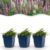 Green boutiQ - Vasteplant - Stachys Duo - Betonie - Bijen- en vlinderlokkers - Roze - Paars - Wit - 24 Planten - Pot 11cm - Hoogte 15-25cm