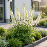Green boutiQ - Vasteplant - Delphinium (P) Galahad - Ridderspoor - Bijen en Vlinderlokkers - Wit - 1 Plant - Pot 11cm - Hoogte 15-25cm