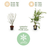 Green boutiQ - Tuinplant - Acer palmatum Methamorphosa - Japanse Esdoorn - Bladverliezend - Groen - Oranje - 1 - Pot 26cm - Hoogte 90cm