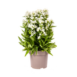 Campanula Glomerata Genti White Ø19cm - ↕30 - 40cm