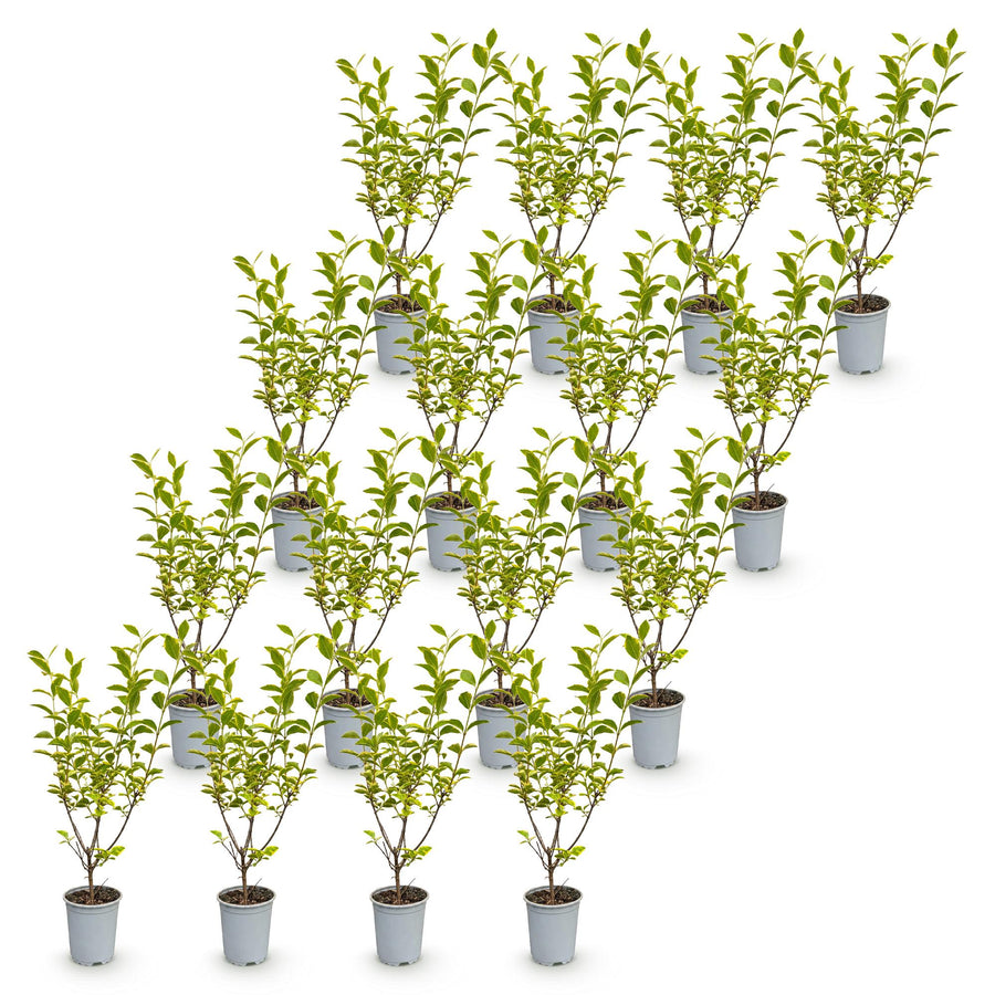 Ligustrum ovalifolium Aureum — Ligusterhaag, 16 stuks, 35-45 cm