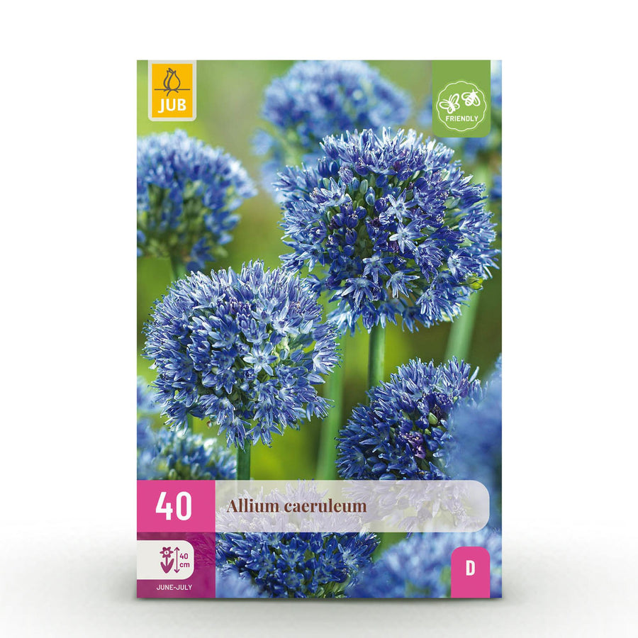 Alliumbollen Caeruleum — blauw, 40 stuks (bolmaat 4/5)