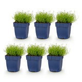 Green boutiQ - Vasteplant - Sagina subulata - Vetmuur - Rotsplanten - Wit - 6 Planten - Pot 11cm - Hoogte 15-25cm