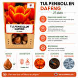 Tulpenbollen Dafeng — oranje tulp, 20 stuks (maat 11/12)