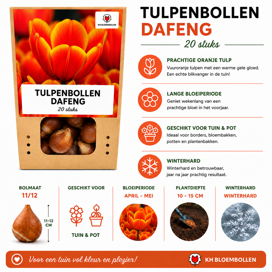 Tulpenbollen Dafeng — oranje tulp, 20 stuks (maat 11/12)