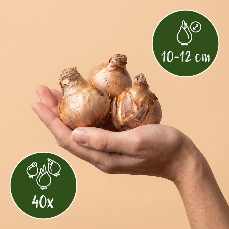 Narcisbollen Replete — wit en oranje, 40 stuks (bolmaat 10/12)