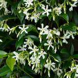 Trachelospermum jasminoides 'Star of Venice'23cm