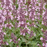 Green boutiQ - Vasteplant - Nepeta sib. Wild Orchid - Kattenkruid - Bijen en Vlinderlokkers - Roze - 1 Plant - Pot 11cm - Hoogte 15-25cm