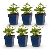 Green boutiQ - Vasteplant - Anemone hup. Splendens - Herfst Anemoon - Schaduw - Donker Roze - 6 Planten - Pot 11cm - Hoogte 15-25cm