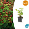 60x Hypericum inodorum 'Beauty' - ↕10-25cm - Ø9cm