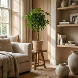Schefflera Arab Nora met Mand Zeegras naturel- 70cm - Ø21