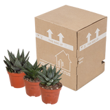 Gasteria/Haworthia mix 8,5cm - 3x - zonder pot