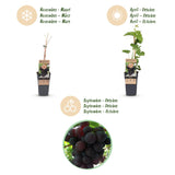 Green boutiQ - Fruitplant - Vitis vinifera Vanessa - Druivenplant - Pitarm - Blauwe Druif - 2 Planten - Pot 15cm - Hoogte 50cm