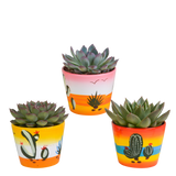 Echeveria mix 8.5 cm - 3x - in Mexicaanse pot