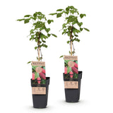 Green boutiQ - Fruitplant - Rubus log. Tayberry - Braamboos - Winterhard - Paarse Framboos - 2 Planten - Pot 15cm - Hoogte 50cm
