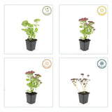 24x Sedum 'Herbstfreude' - ↕10-25cm - Ø9cm