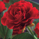 Green boutiQ - Klimroos - Rosa Paul Scarlet Climber - Bloem Rood - Weinig onderhoud - 2 planten - Pot 11cm Hoogte 40cm