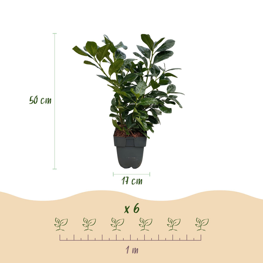 Prunus laurocerasus Etna — Laurierkershaag, 6 planten (1 strekkende meter), 50 cm