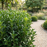 Green boutiQ - 24x Euonymus japonica Green Spire - Kardinaalsmuts - Haagplanten - Groenblijvend - Groen - Pot 9cm - Hoogte 20-25cm