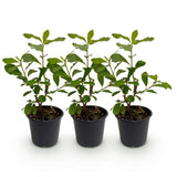 Green boutiQ - Tuinplant - Cornus Florida - Bloem Wit-Roze - 3 Planten - Bladverliezend - Weinig Onderhoud - Pot 12cm Hoogte 35cm