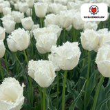 Tulpenbollen Honeymoon — witte kartelrandtulp, 20 stuks (maat 11/12)