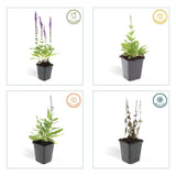 48x Salvia nem. 'Ostfriesland' - ↕10-25cm - Ø9cm