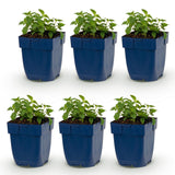 Green boutiQ - Vasteplant - Nepeta faassenii Snowflake - Kattenkruid - Bijen en Vlinderlokkers - Wit - 6 Planten - Pot 11cm - Hoogte 15-25cm