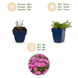 Green boutiQ - Vasteplant - Phlox MacDaniel's Cushion - Vlambloem - Bodembedekkend - Donker Roze - 12 Planten - Pot 11cm - Hoogte 15-25cm