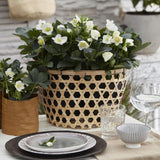 Green boutiQ - Tuinplant - Kerstroos - Helleborus Christmas Carol- Witte Bloem - 4 Planten - Groenblijvend - Pot 10,5cm Hoogte 25cm