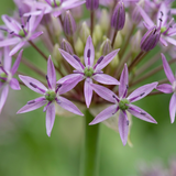 30x Allium Christophii - Sterrenlook - Paars - Zomerbloeier - Bolmaat 10/12