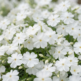 Green boutiQ - Vasteplant - Phlox Maischnee - Vlambloem - Bodembedekkend - Wit - 6 Plant - Pot 11cm - Hoogte 15-25cm