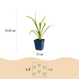 Green boutiQ - Vasteplant - Hemerocallis Summer Wine - Daglelie - Bijen en Vlinderlokkers - Paars - 3 Planten - Pot 11cm - Hoogte 15-25cm