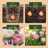 48x Tulipa Double Sensation - Gevulde tulp - Diversen - Voorjaarsbloeier - Bolmaat 11/12