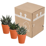 Gasteria/Haworthia mix 8,5cm - 3x - in terracotta pot