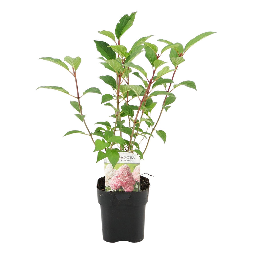 Hydrangea paniculata Vanille Fraise – 50 cm hoog (foto 2)
