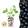 Green boutiQ - Fruitplanten - Jostabes - Ribes Jostabes - Winterhard - 3 Planten - Pot 9 cm - Zwarte Bes