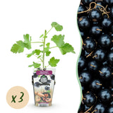 Green boutiQ - Fruitplanten - Jostabes - Ribes Jostabes - Winterhard - 3 Planten - Pot 9 cm - Zwarte Bes