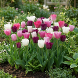 280x Tulipa Pastel mix - Pastel tulp mix - Diversen - Voorjaarsbloeier - Bolmaat 11/15