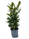 Laurus Nobilis - Ø14cm - ↕35cm