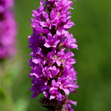 48x Lythrum salicaria - ↕10-25cm - Ø9cm