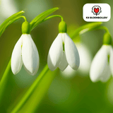 Sneeuwklokjes (Galanthus) — 30 bollen