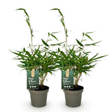Green boutiQ - Grassen - Fargesia robusta Pingwu - Niet Woekerende Bamboe - Bladhoudend - Groen - 2 Planten - Pot 14 cm - Hoogte 35 cm