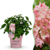 Green boutiQ - Tuinplant - Hydrangea panniculata Groundbreaker Blush - Pluimhortensia - Winterhard - Roze - 1 Plant - Pot 14cm - Hoogte 20-25cm