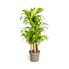 Dracaena Fragrans Massangeana Carrousel Ø30cm - ↕130 - 150cm