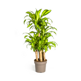 Dracaena Fragrans Massangeana Carrousel Ø30cm - ↕130 - 150cm