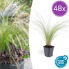48x Stipa tenuissima 'Ponytails' - ↕10-25cm - Ø9cm
