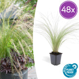 48x Stipa tenuissima 'Ponytails' - ↕10-25cm - Ø9cm