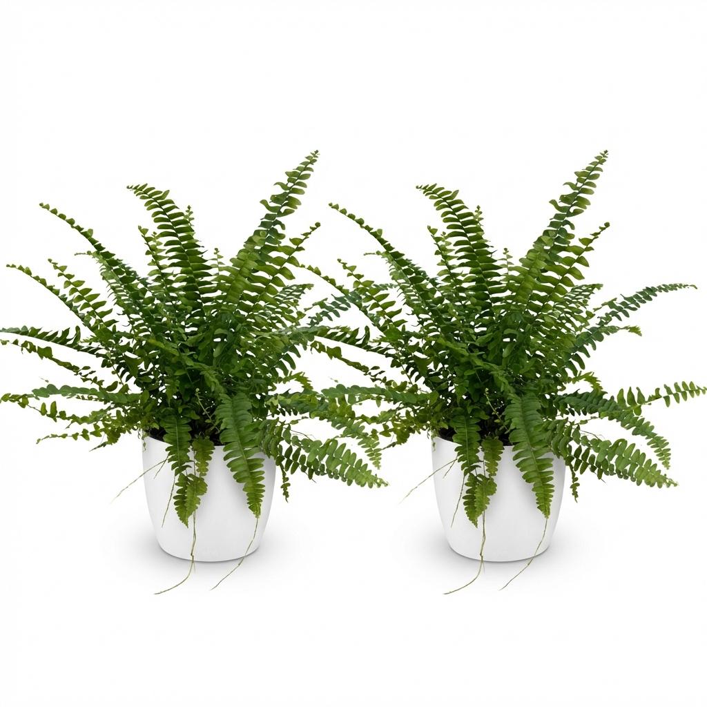 Green boutiQ - Kamerplant - Nephrolepsis exaltata Green Lady - Varen - Huisdiervriendelijke Plant - Groen - 2 Planten - met Potter Wit - Pot 12cm - Hoogte 25cm