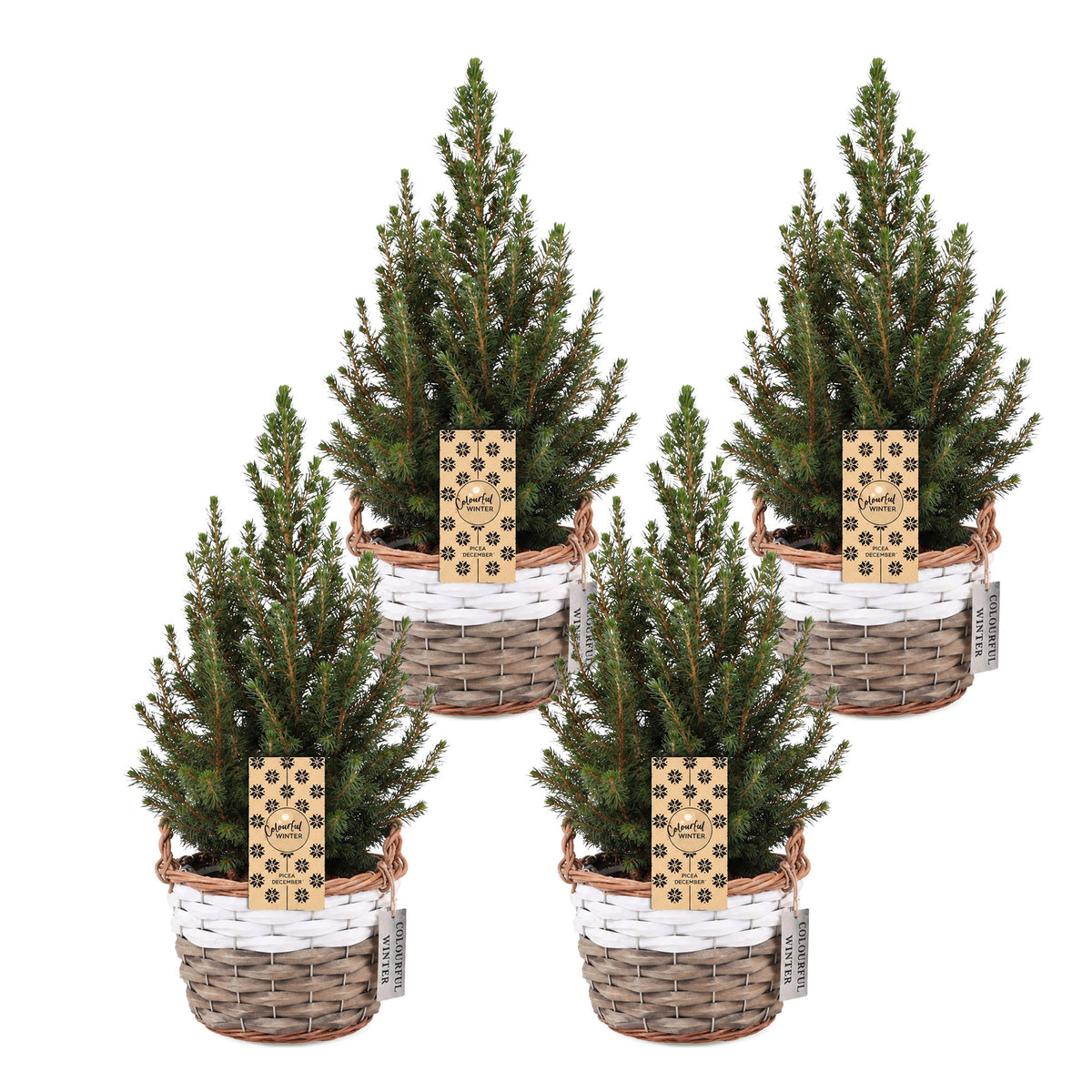 Set van 4 — Kegelspar kerstboom — Ø17 cm, 65 cm hoog — met mand