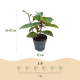 Green boutiQ - Tuinplant - Hydrangea panniculata Living Infinity - Pluimhortensia - Winterhard - Wit - 3 Planten - Pot 12cm - Hoogte Hoogte 20-30cm